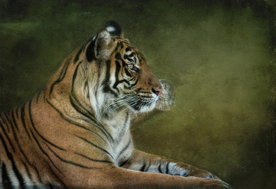 Tiger in Crisis  Photograph by Saija Lehtonen