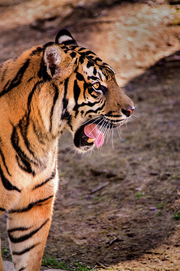 Tiger in Profile Photograph by Don Johnson