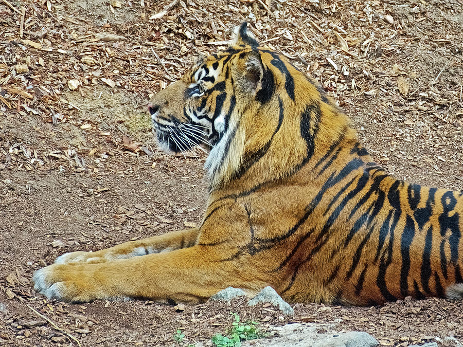 Tiger in Profile  San Diego Zoo Safari Park near Escondidio,  California  Photograph by Ruth Hager