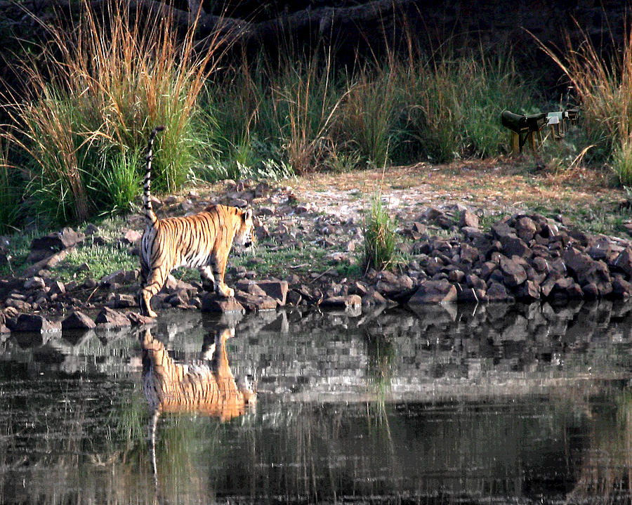 Wildlife Photograph - Tiger in Ranthambore National Park Rajasthan by Jim Kuhlmann