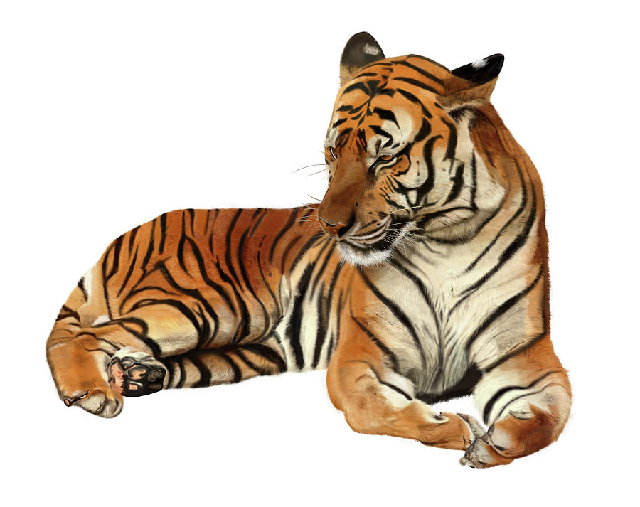 Tiger in Repose Digital Art by Nigel Follett - Fine Art America