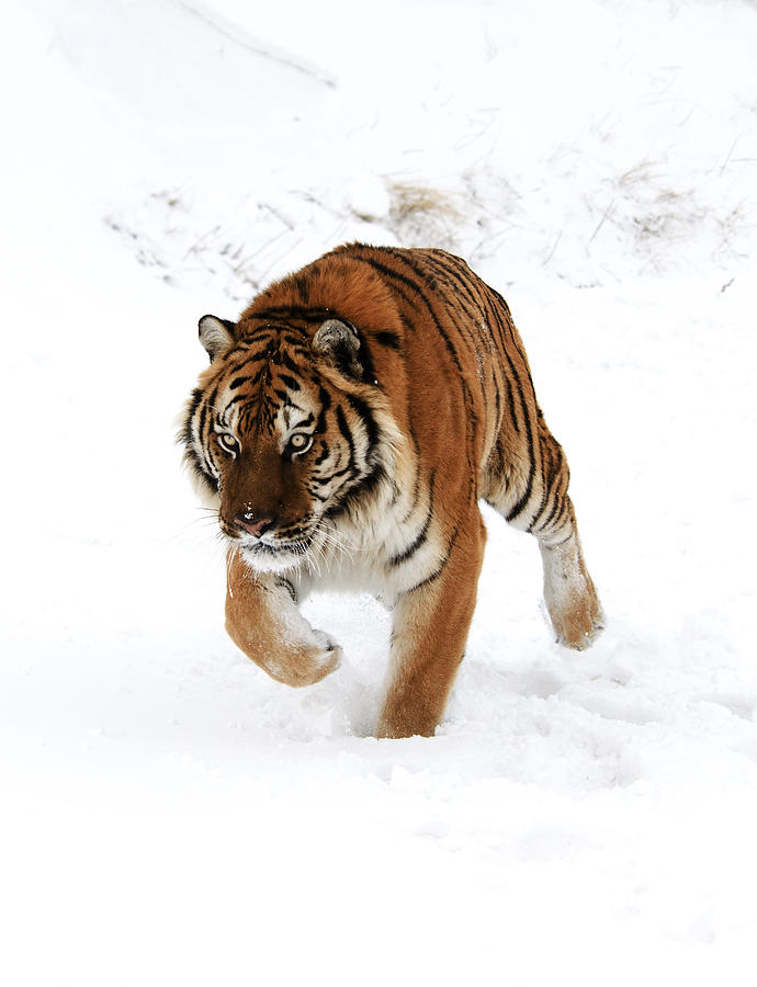Tiger in Snow Photograph by Scott Read