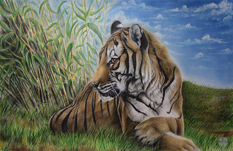 Wildlife Drawing - Tiger in the grass by Jonathan Anderson