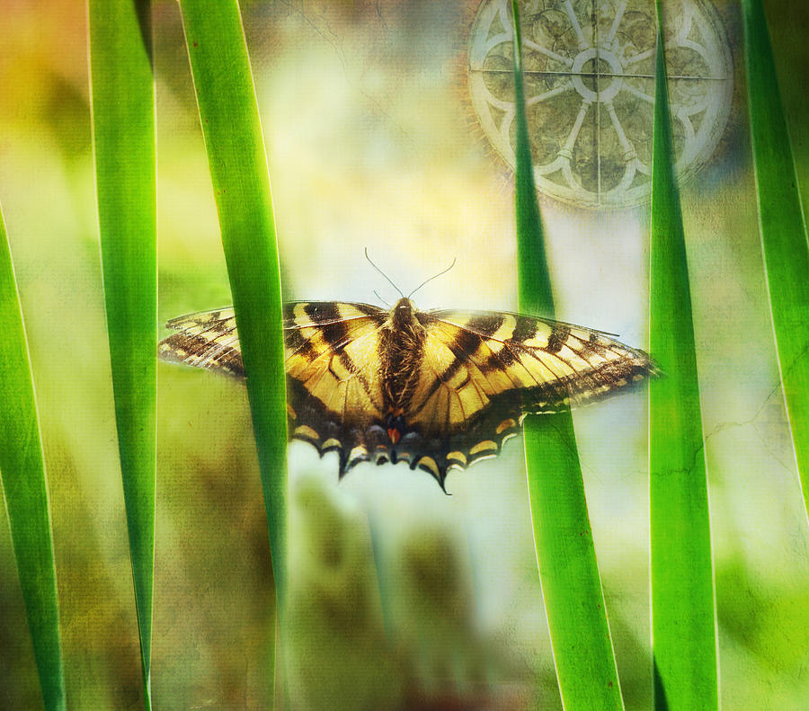 Butterfly Photograph - Tiger In The Grass by Sue Capuano