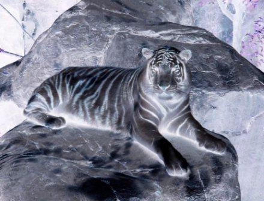 Tiger Digital Art - Tiger In The Night  by Robert Martin