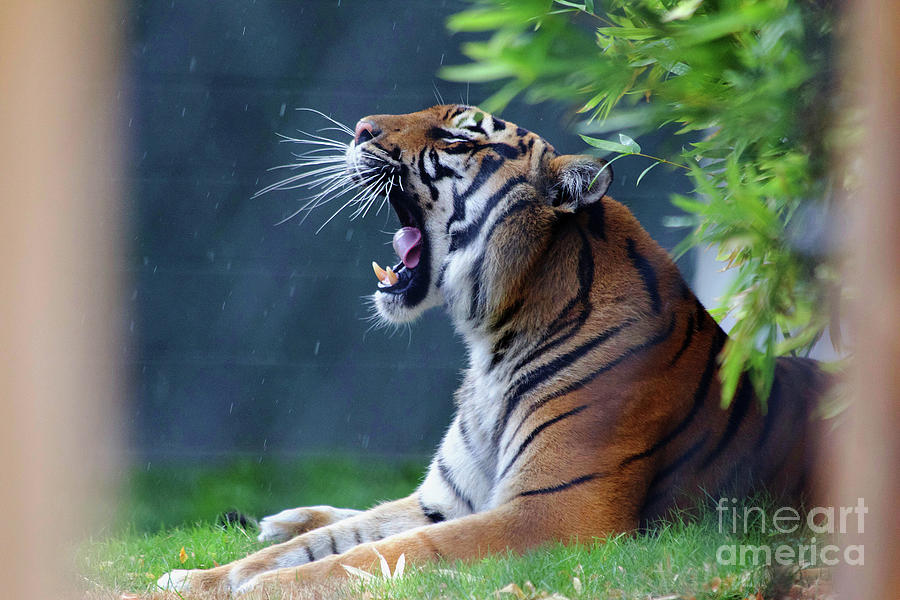 Tiger in the rain Photograph by Afrodita Ellerman