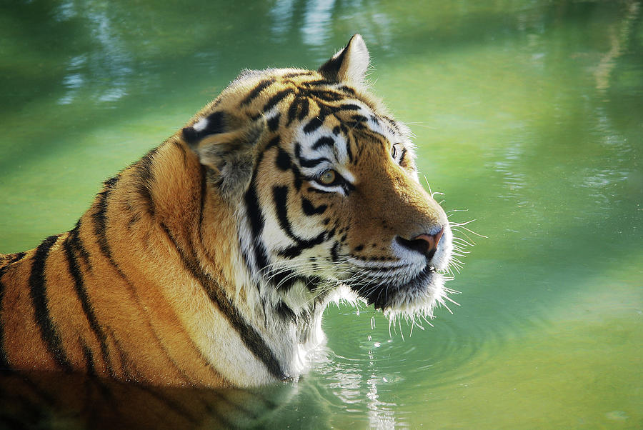 Tiger in the Water Photograph by Carlos Caetano