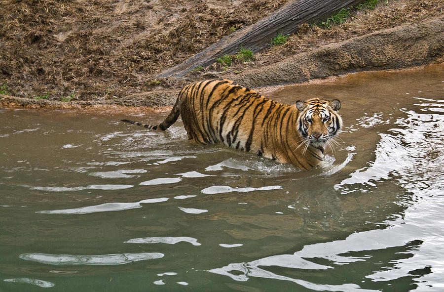 Tiger in the Water Photograph by Douglas Barnett