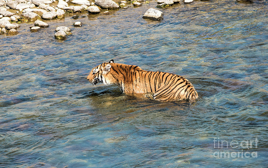 Tiger in the water Photograph by Pravine Chester