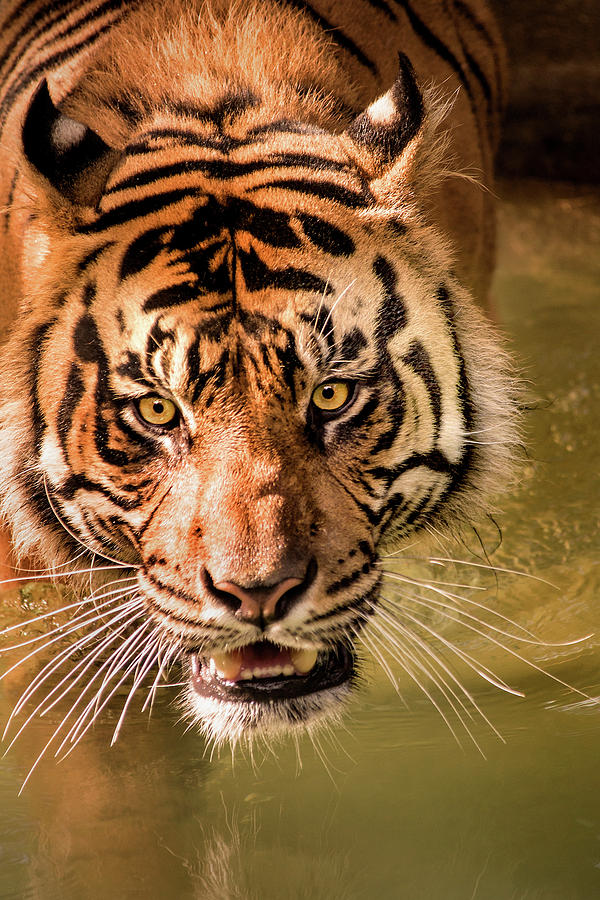 Tiger in Water Photograph by Don Johnson