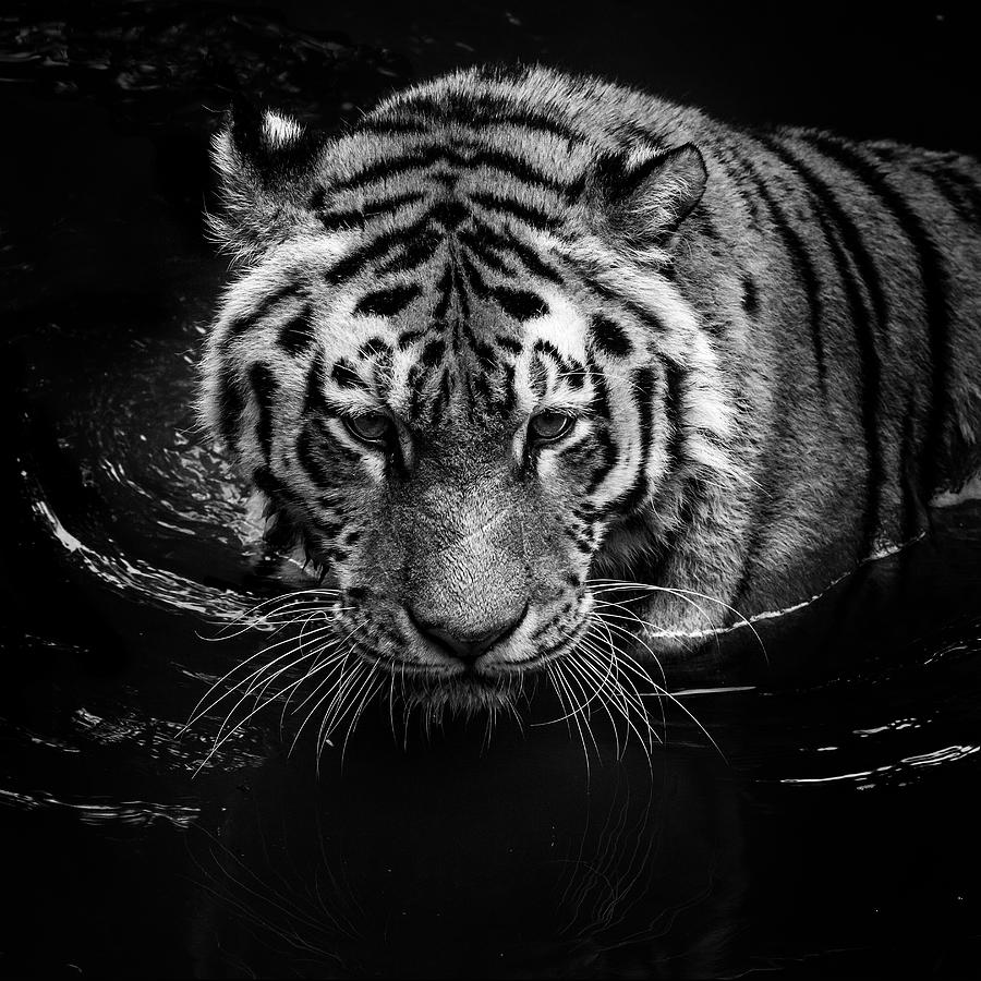 Animal Photograph - Tiger in water by Lukas Holas
