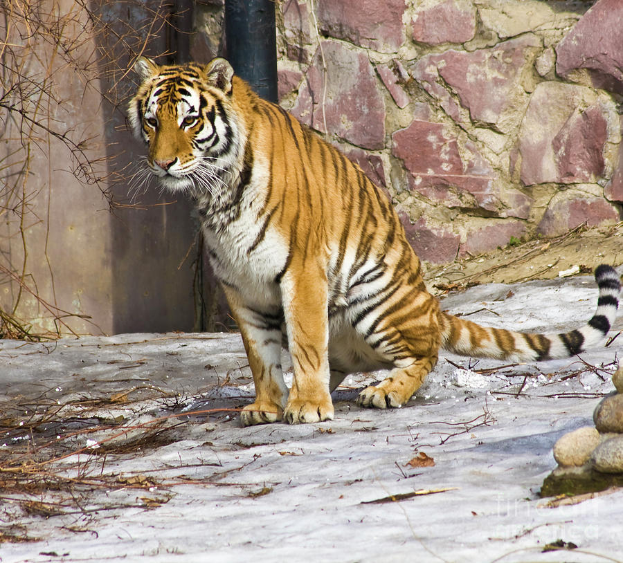 Tiger Photograph by Irina Afonskaya