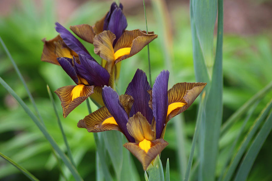 Tiger Irises 2 Photograph by Living Color Photography Lorraine Lynch