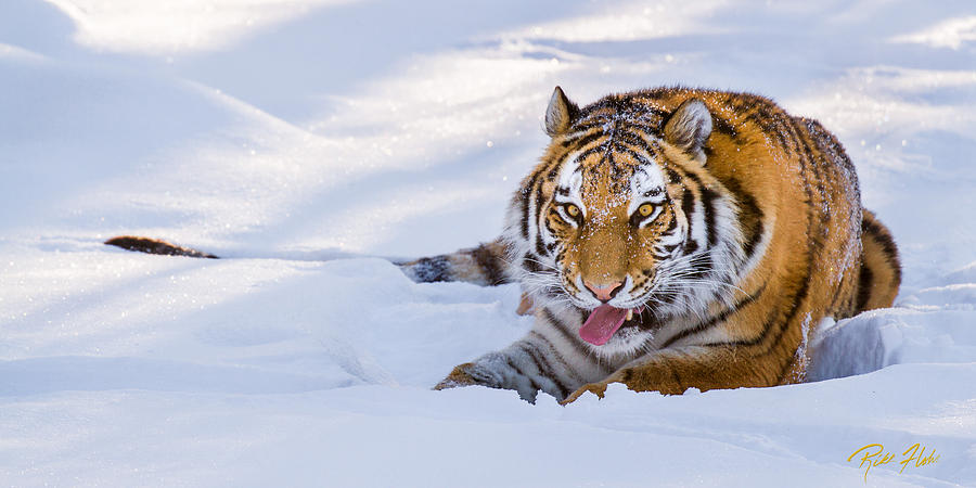 Tiger is Up-to-No-Good  Photograph by Rikk Flohr
