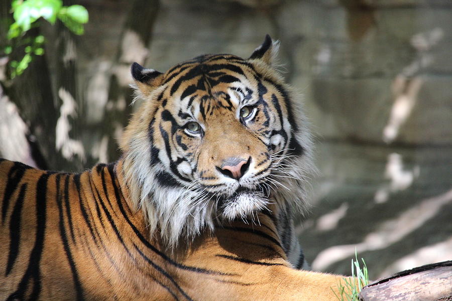 Tiger Photograph by Jennifer Taylor - Fine Art America