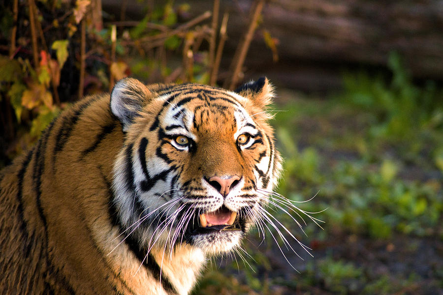 Tiger Photograph by Jim Markiewicz | Fine Art America