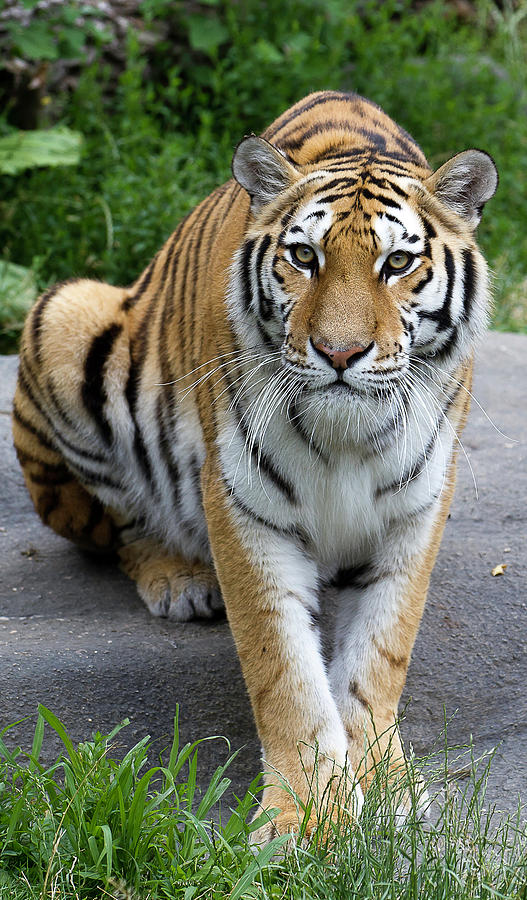 Tiger Photograph by D Plinth