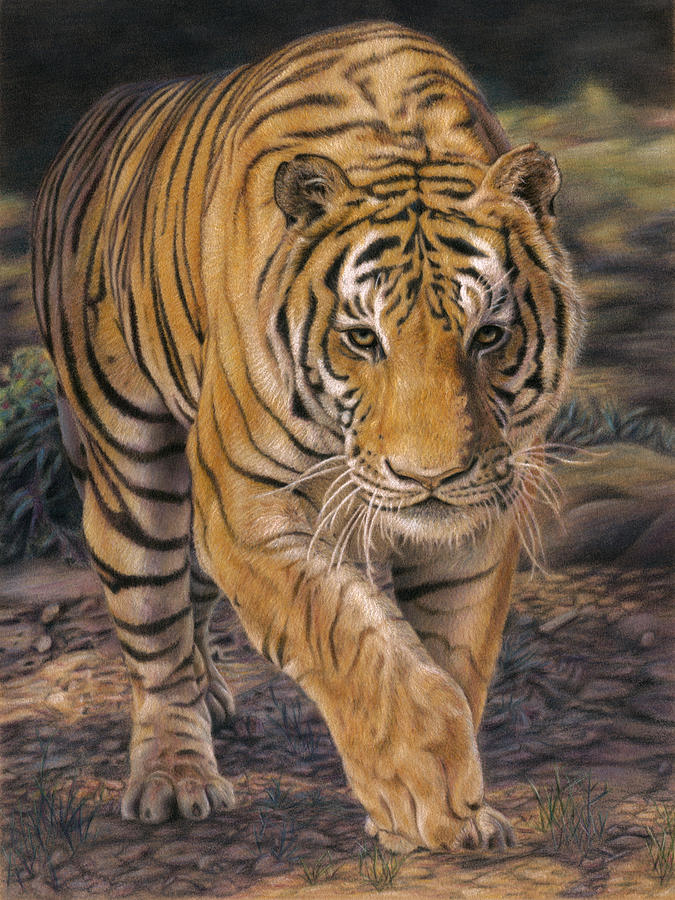 Tiger Drawing by Karen Broemmelsick