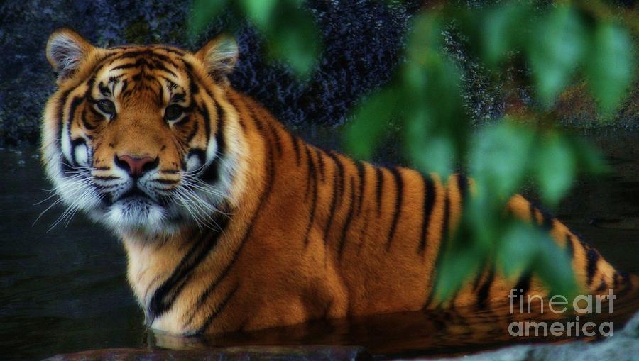 Tiger Land Photograph by Kym Clarke