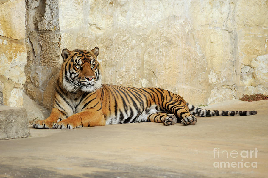 Sumatran Tiger at rest.  Photograph by Gunther Allen