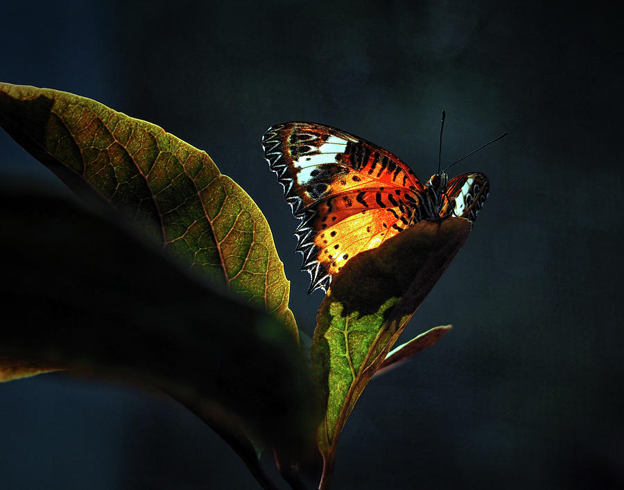 Leopard Lacewing Butterfly In A Sunbeam Photograph by Bill Swartwout