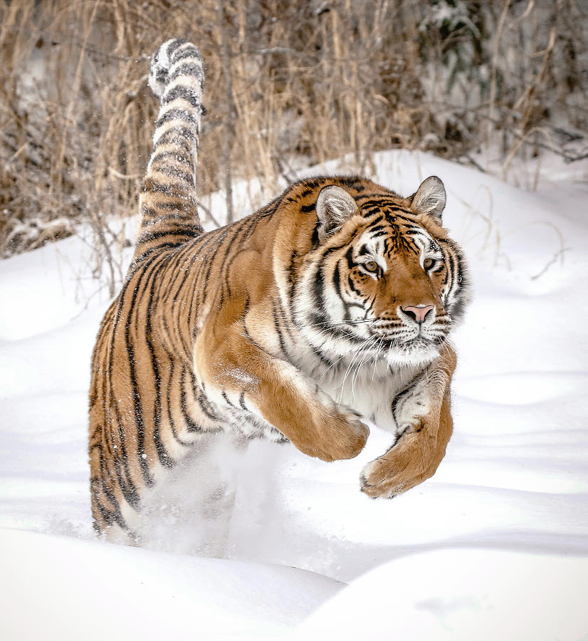 Tiger Leap Photograph by Athena Mckinzie