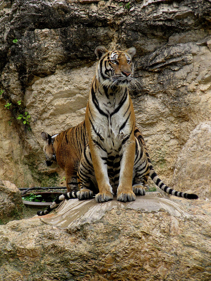 Tiger Photograph By Leena Kewlani 2340