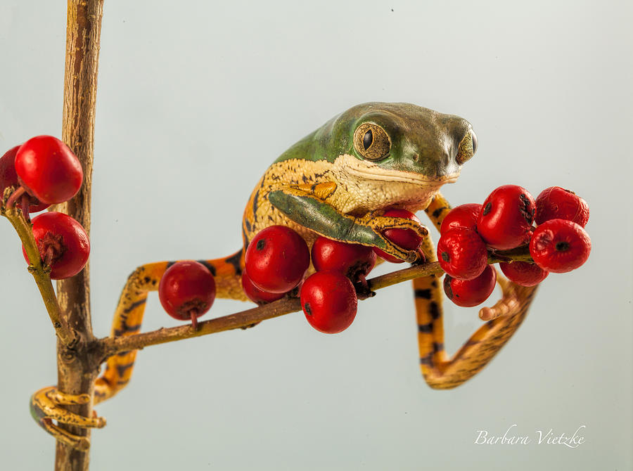 Frog Photograph - Tiger Legged with Berries by Barbara Vietzke