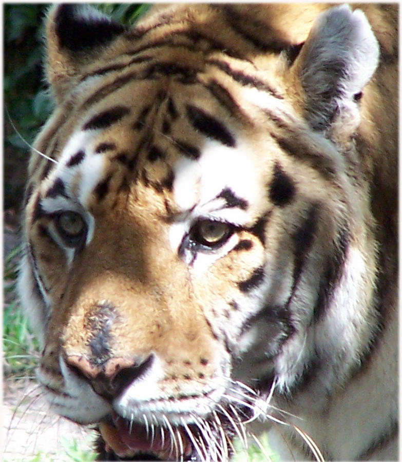 Jungle Photograph - Tiger by Leonard Rosenfield