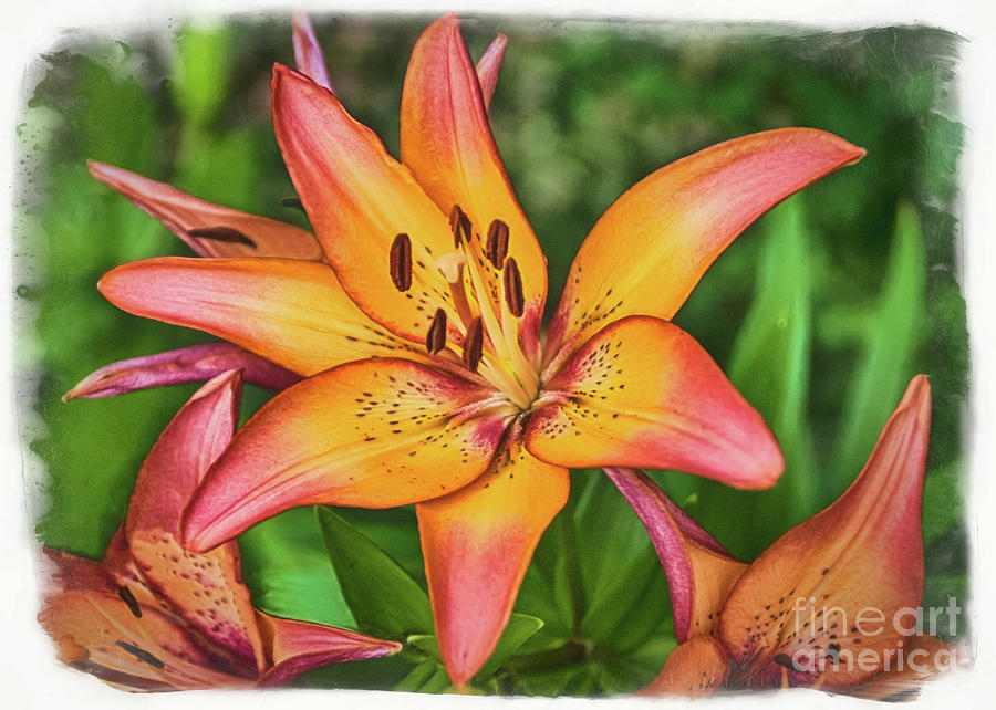 Tiger Lilies Painting by Janice Pariza