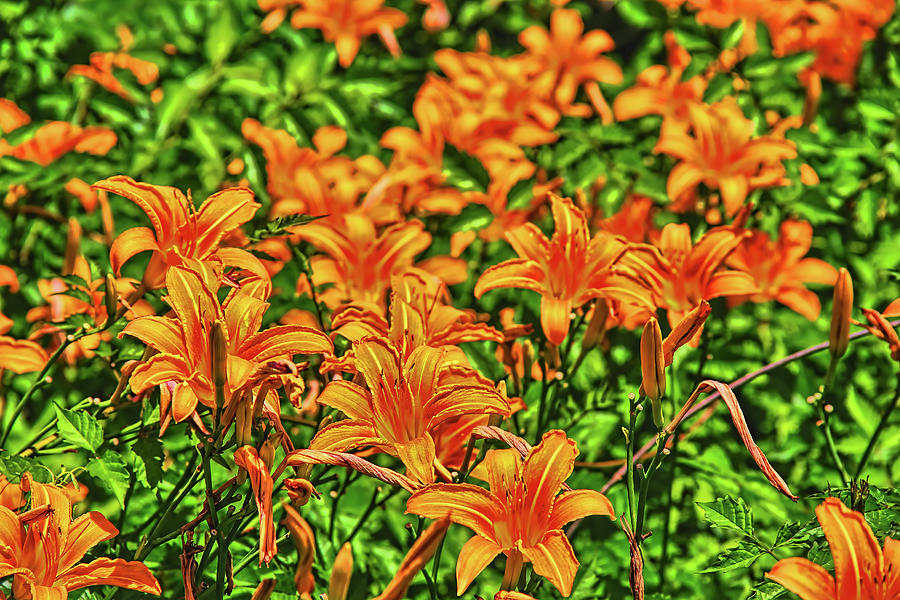 Tiger Lilies Photograph by Pat Cook