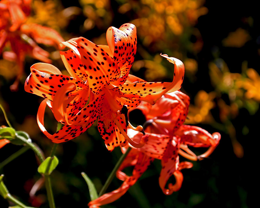 Tiger Lilies Photograph by Rona Black