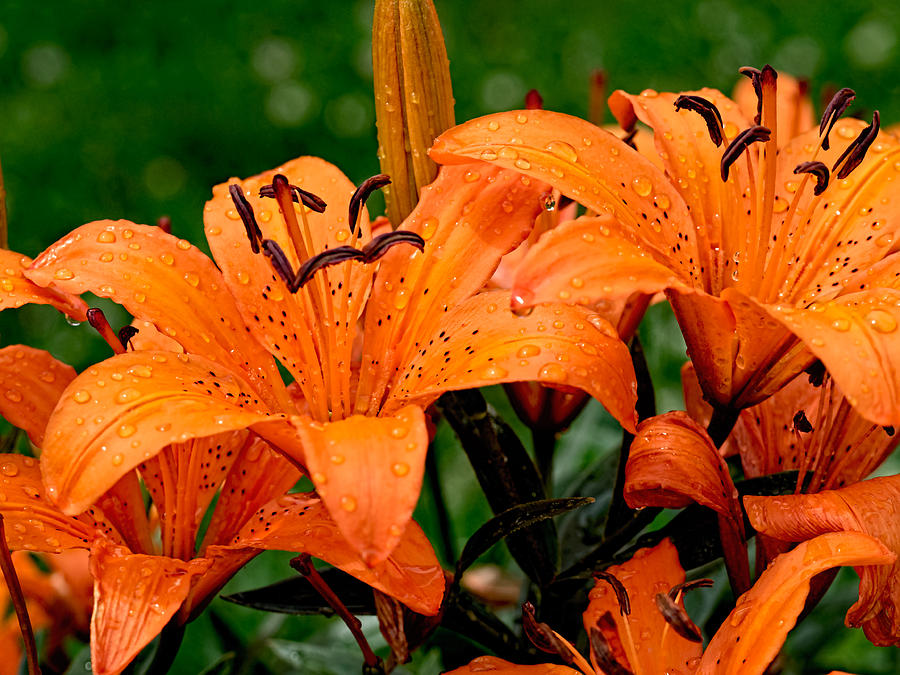 Tiger Lilies with Spring Shower Photograph by Paula Ponath