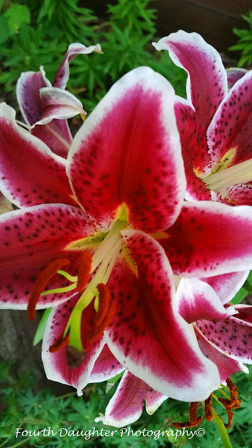 Nature Photograph - Stargazer Lillys by Diane Shirley