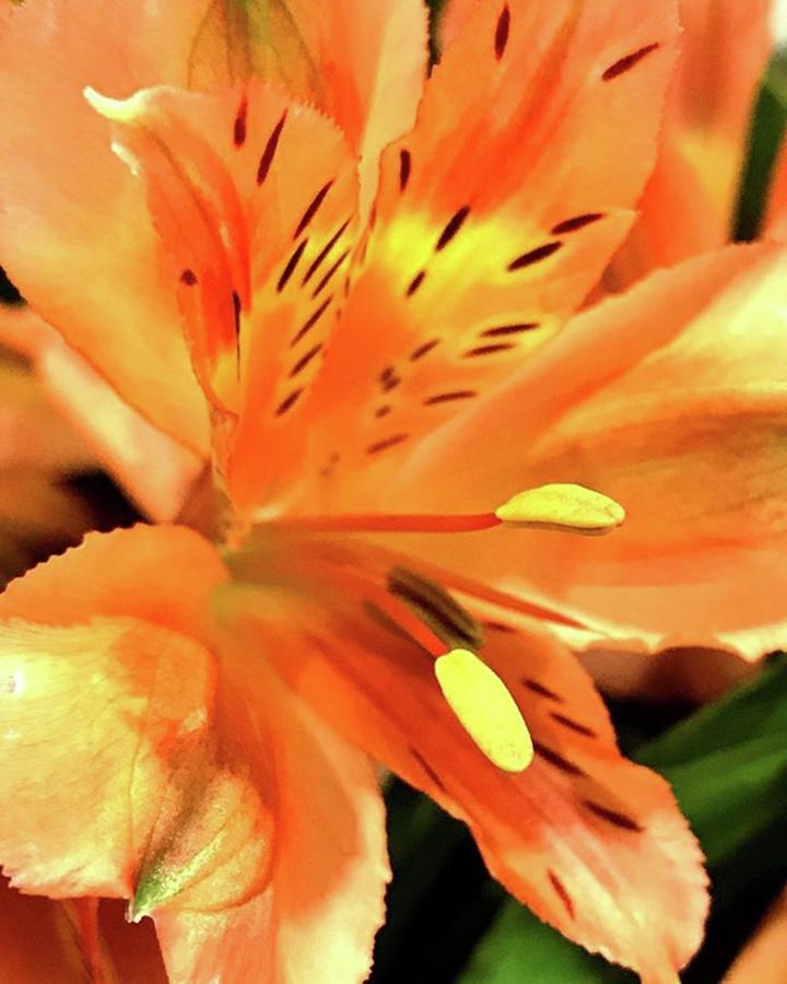 Lily Photograph - Tiger Lily - Confidence, Pride, And by Megan Bishop