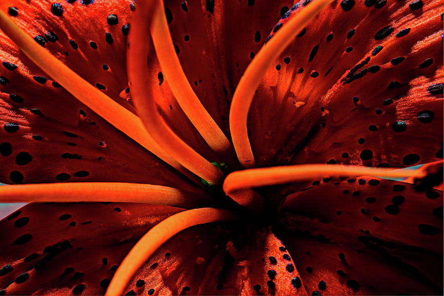 Tiger Lily 2 Photograph by Joseph Skalny Tiger Lily 2 Photograph by Joseph Skalny