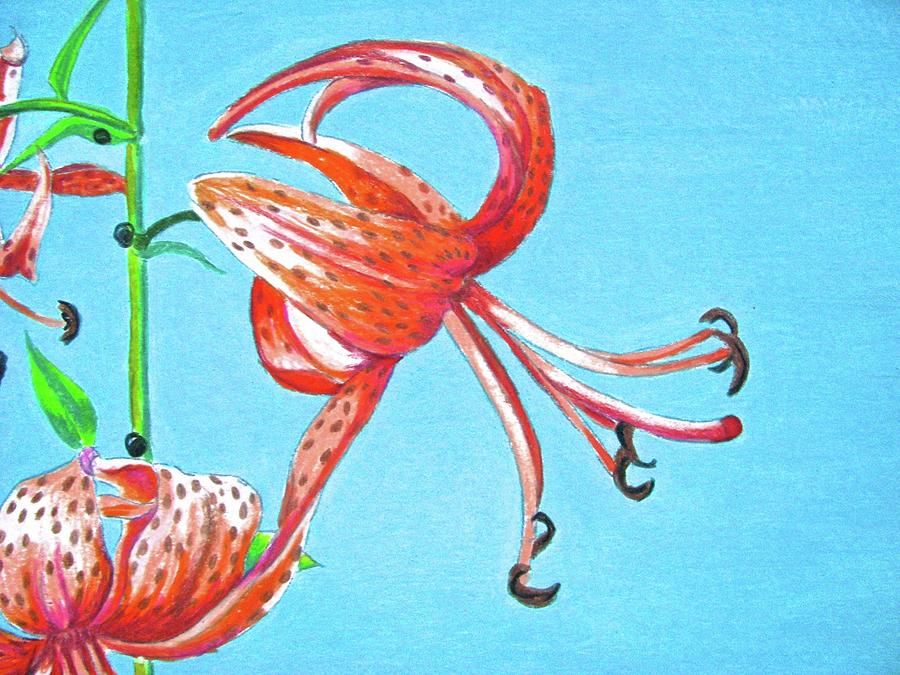 Tiger Lily 2 Drawing by Linda Williams