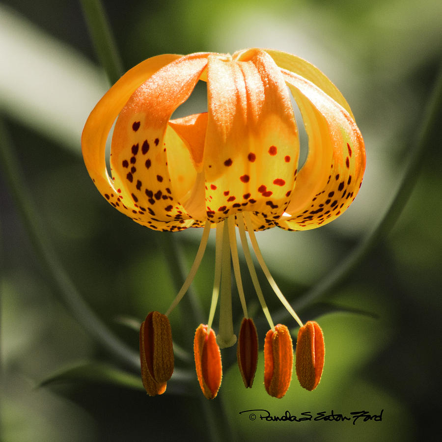 Lily Photograph - Tiger Lily 2 by Pamela S Eaton-Ford