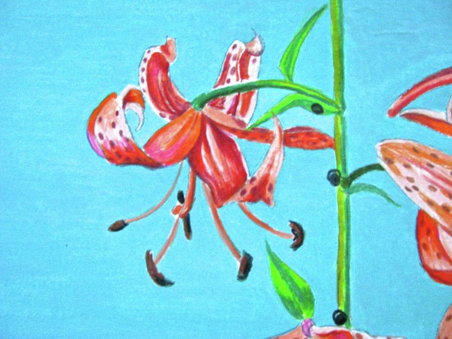 Tiger Lily 3 Drawing by Linda Williams