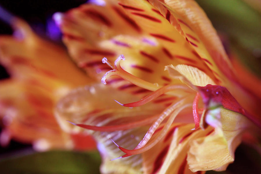 Tiger Lily Abstract Photograph by Angela Murdock