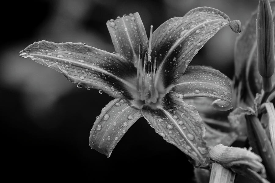 Tiger Lily After the Rain Photograph by Robert Wilder Jr