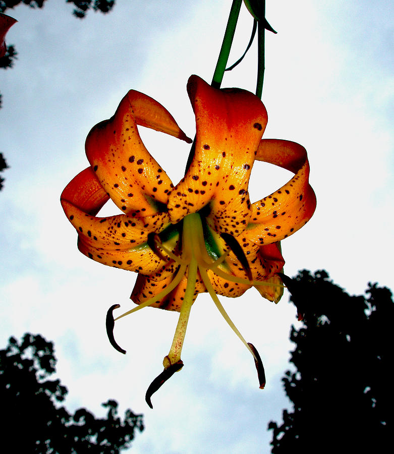 Tiger Lily Photograph by Allen Nice-Webb