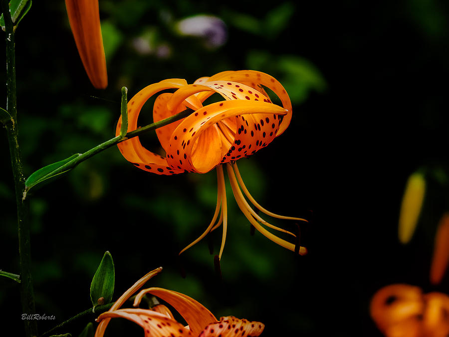 Tiger Lily Photograph by Bill Roberts
