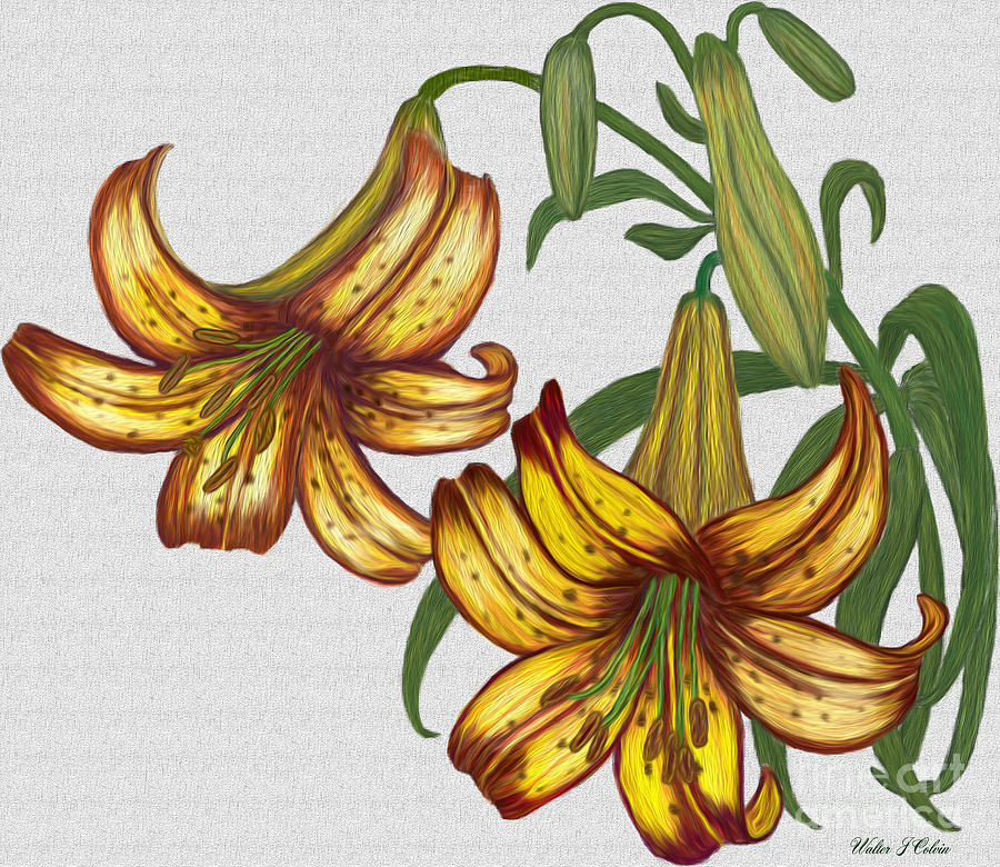 Tiger Lily Blossom  Digital Art by Walter Colvin