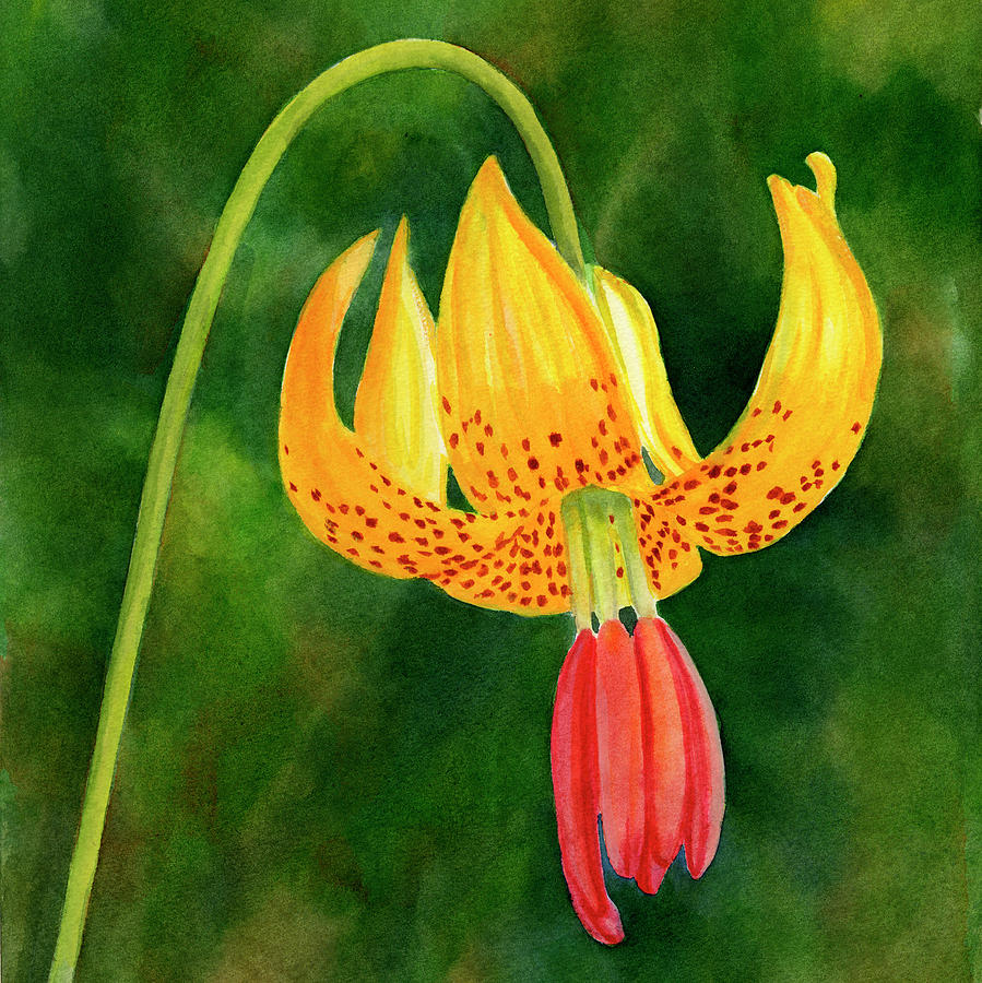 Lily Painting - Tiger Lily Blossom with Background by Sharon Freeman