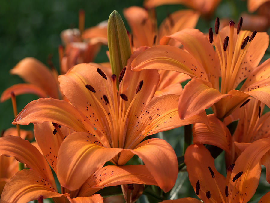 Tiger Lily Blossoms Photograph by Paula Ponath