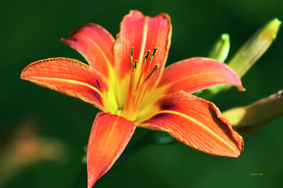 Tiger Lily Photograph by Christina Rollo