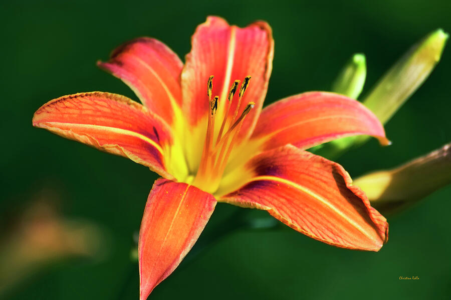 Lily Photograph - Tiger Lily by Christina Rollo