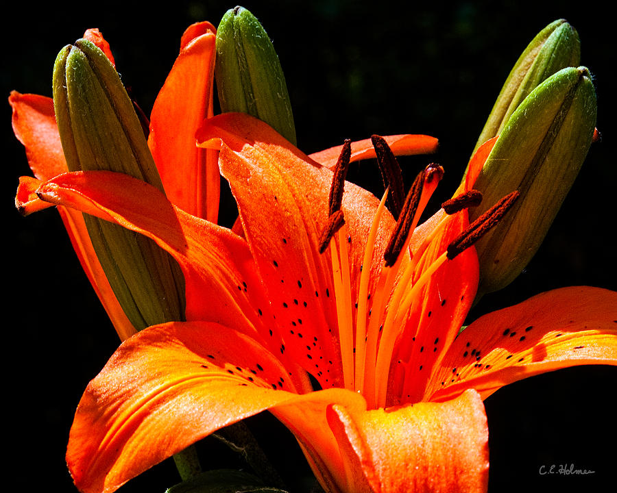 Tiger Lily Photograph by Christopher Holmes