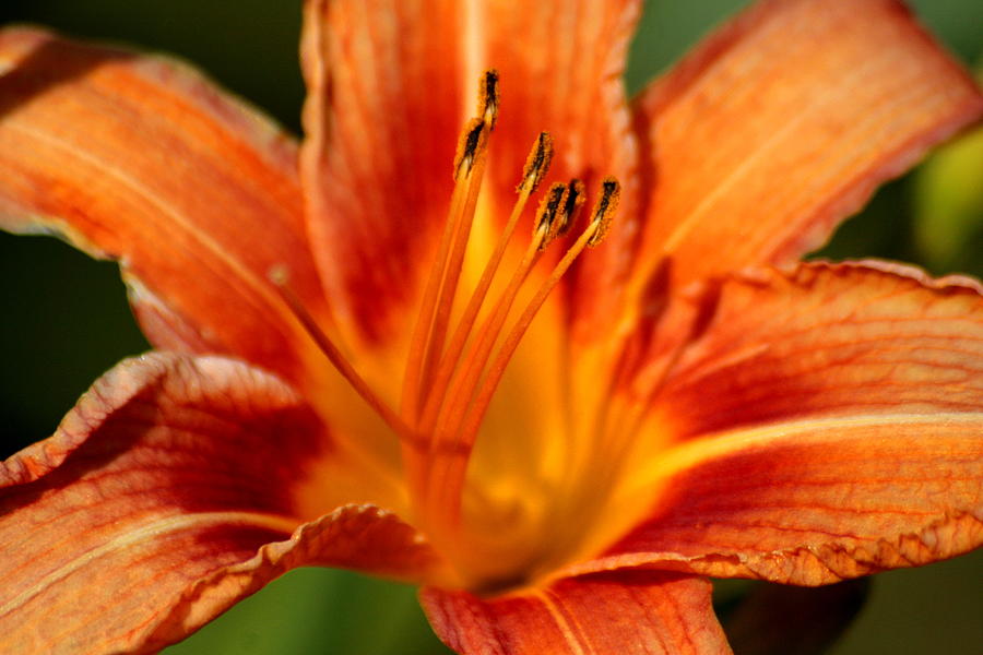 Tiger Lily Photograph by Christopher J Kirby